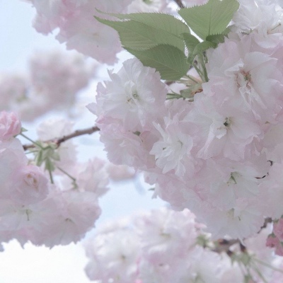 Furry插画细节刻画FurryQQ群